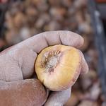 Variedades Disponibles de Bulbo de Gladiola 📦✅