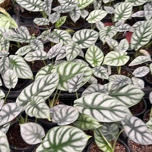 Alocasia Silver Dragon