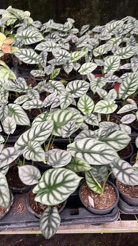 Alocasia Silver Dragon en Tres Valles, Veracruz