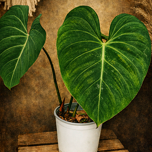 Philodendron Gloriosum