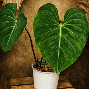 Philodendron Gloriosum