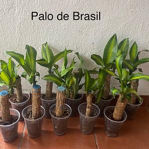 Palo de Brasil