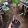 Alocasia Mantarraya