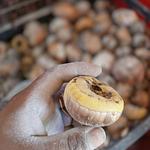 Variedades Disponibles de Bulbo de Gladiola 📦✅