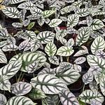 Alocasia Silver Dragon