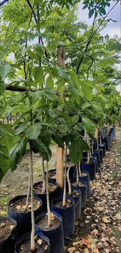 Guayacán Rosa en Cocoyoc, Morelos