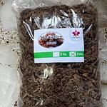 Sphagnum Moss (musgo Chileno)