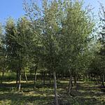 Encino Siempre Verde