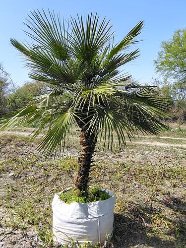 Palma Mediterranea en Montemorelos, Nuevo León