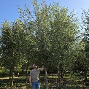 Encino Siempre Verde