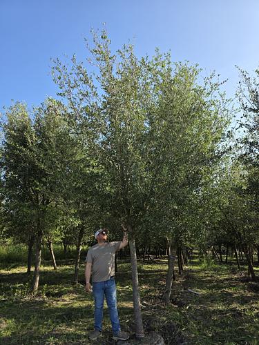Encino Siempre Verde en Montemorelos, Nuevo León