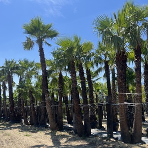 Palma Washingtonia Doble