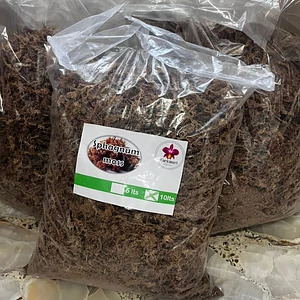 Sphagnum Moss (musgo Chileno)