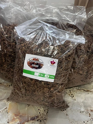 Sphagnum Moss (musgo Chileno) en Tres Valles, Veracruz