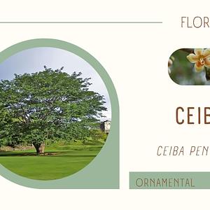 Ceiba
