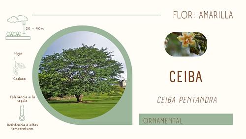 Ceiba en Atlixco, Puebla