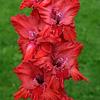 Bulbo de Gladiola