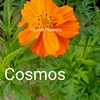 Semillas Cosmos