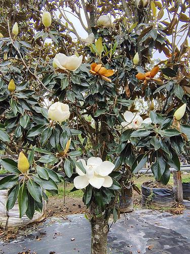 Magnolia en Montemorelos, Nuevo León