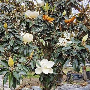 Magnolia