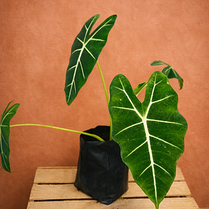 Alocasia Fridek