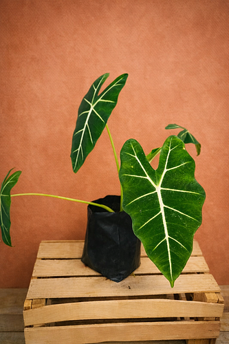 Alocasia Fridek en Tehuacán, Puebla