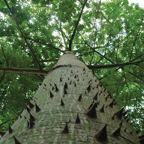 Árbol Maya de Ceiba en Allende, Nuevo León