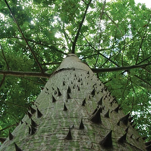 Árbol Maya de Ceiba