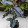 Ficus Elástica Ruby / Hule