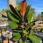 Magnolia