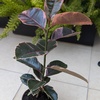 Ficus Elástica Ruby / Hule