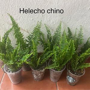 Helecho Chino