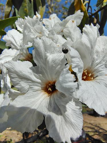 Anacahuita en Montemorelos, Nuevo León