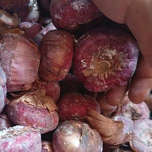 Bulbo de Gladiola Variedad Portadel