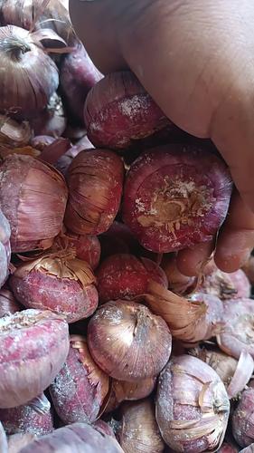 Bulbo de Gladiola Variedad Portadel en San Martin Texmelucan, Puebla