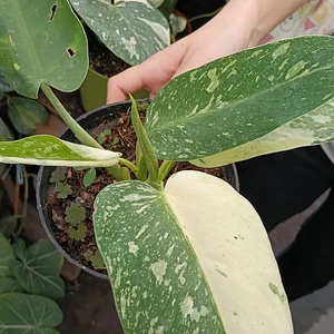 Philodendro Jose Buono