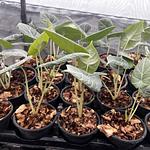 Alocasia Maharani