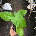 Alocasia Roja Imperial