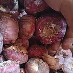 Variedades Disponibles de Bulbo de Gladiola 📦✅