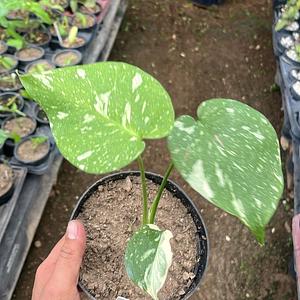 Monstera Thai Constellation