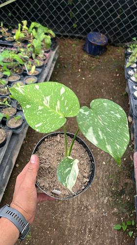 Monstera Thai Constellation en Tres Valles, Veracruz