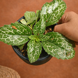 Streptocarpus " Pretty Turtle"