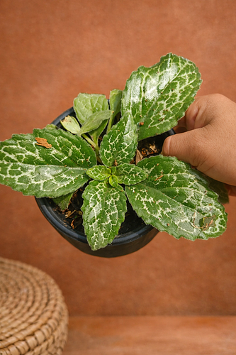 Streptocarpus " Pretty Turtle" en Tehuacán, Puebla