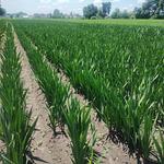 Variedad Borrega Blanca Disponible de Bulbo de Gladiola 📦✅