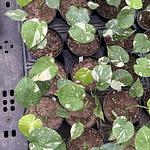 Monstera Thai Constellation