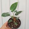 Philodendron Verrocrusum