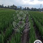 Variedad Borrega Blanca Disponible de Bulbo de Gladiola 📦✅