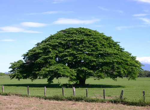 Árbol de Guanacaste en Allende, Nuevo León