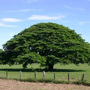 Árbol de Guanacaste