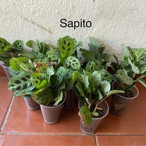 Sapito